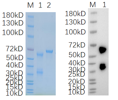 Reducing 4%-20% SDS-PAGE (CBB stained) and WB (Anti-His Mouse Monoclonal antibody) analysis profiles of purified CHRDL1.
1. CHRDL1: 1 μg
2. BSA: 1 μg